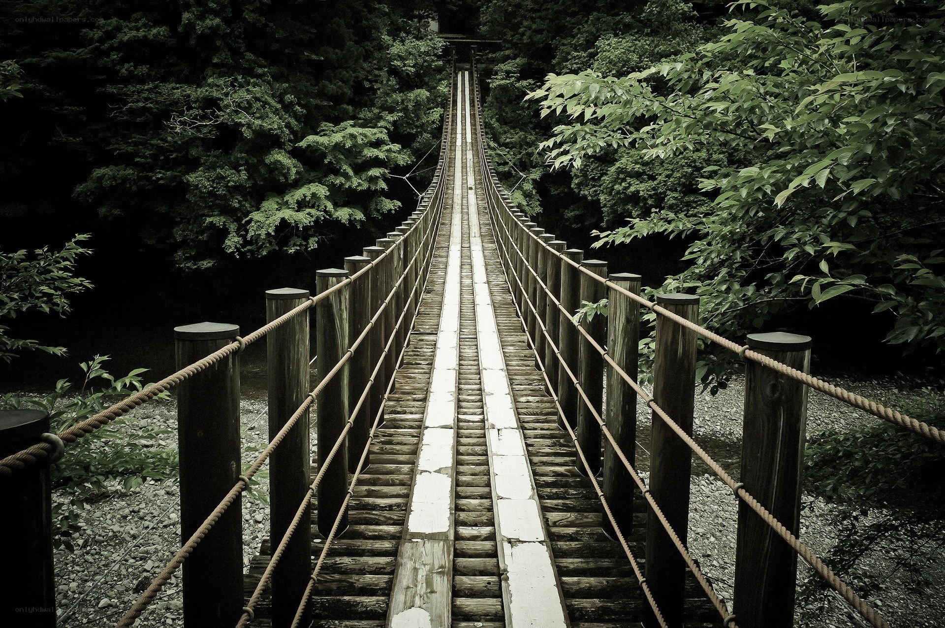 Wooden bridge in forest