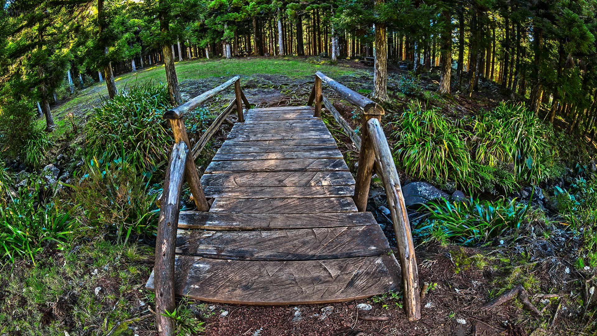 Wooden bridge in forest