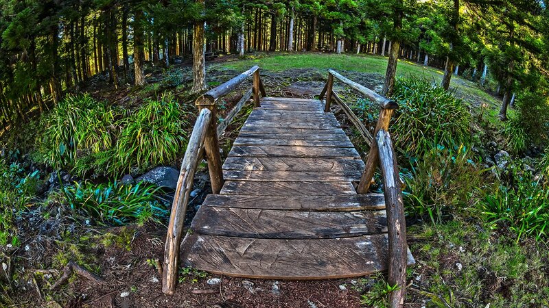 Wooden bridge in forest