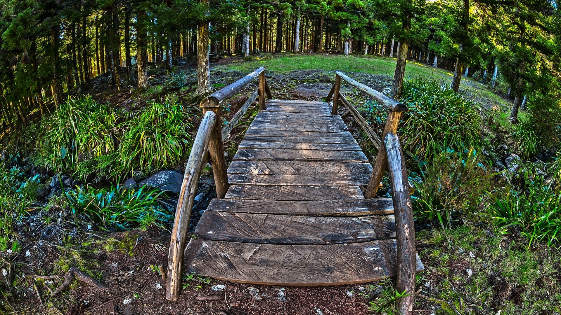 Wooden bridge in forest