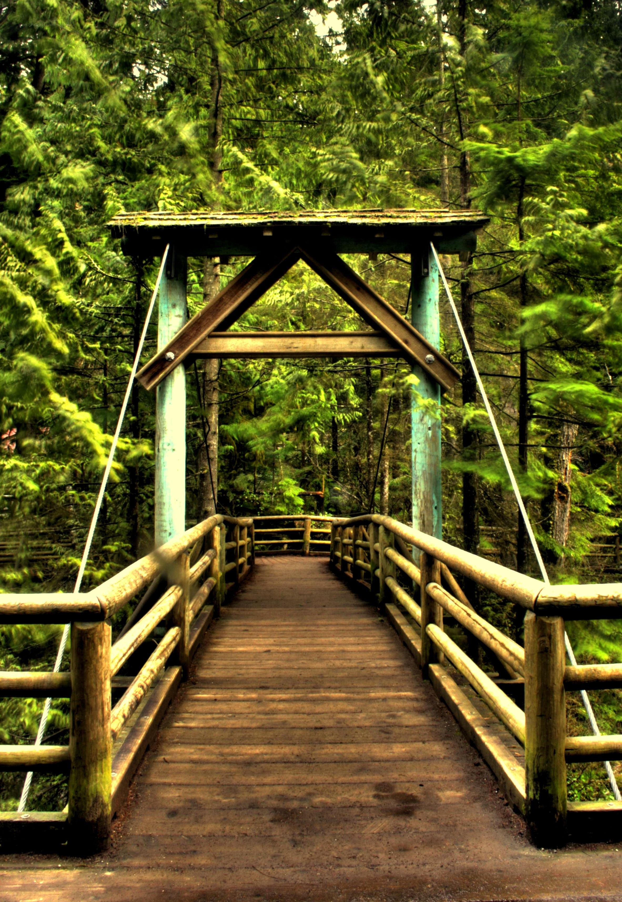 Wooden bridge in forest