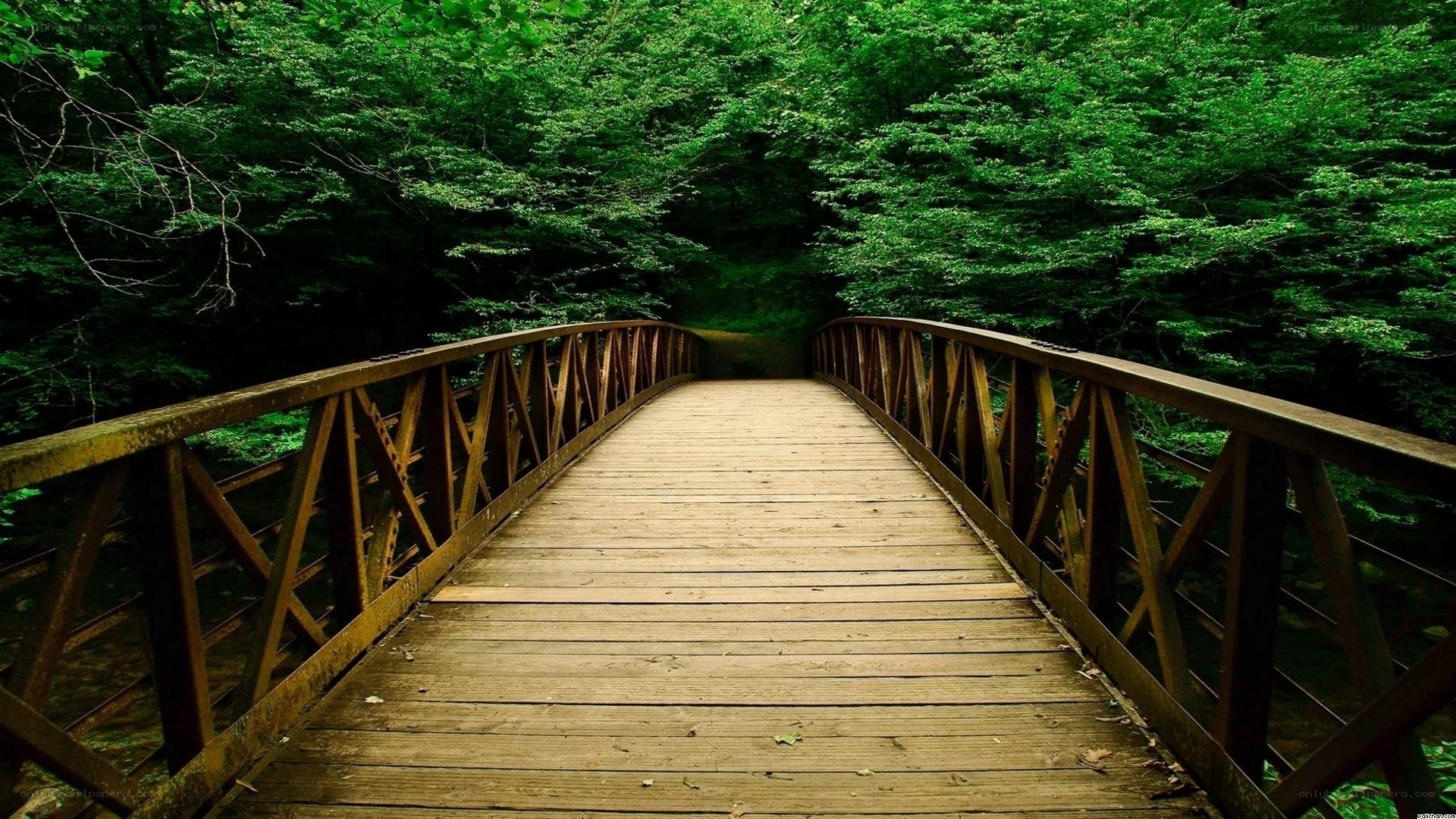 Wooden bridge in forest