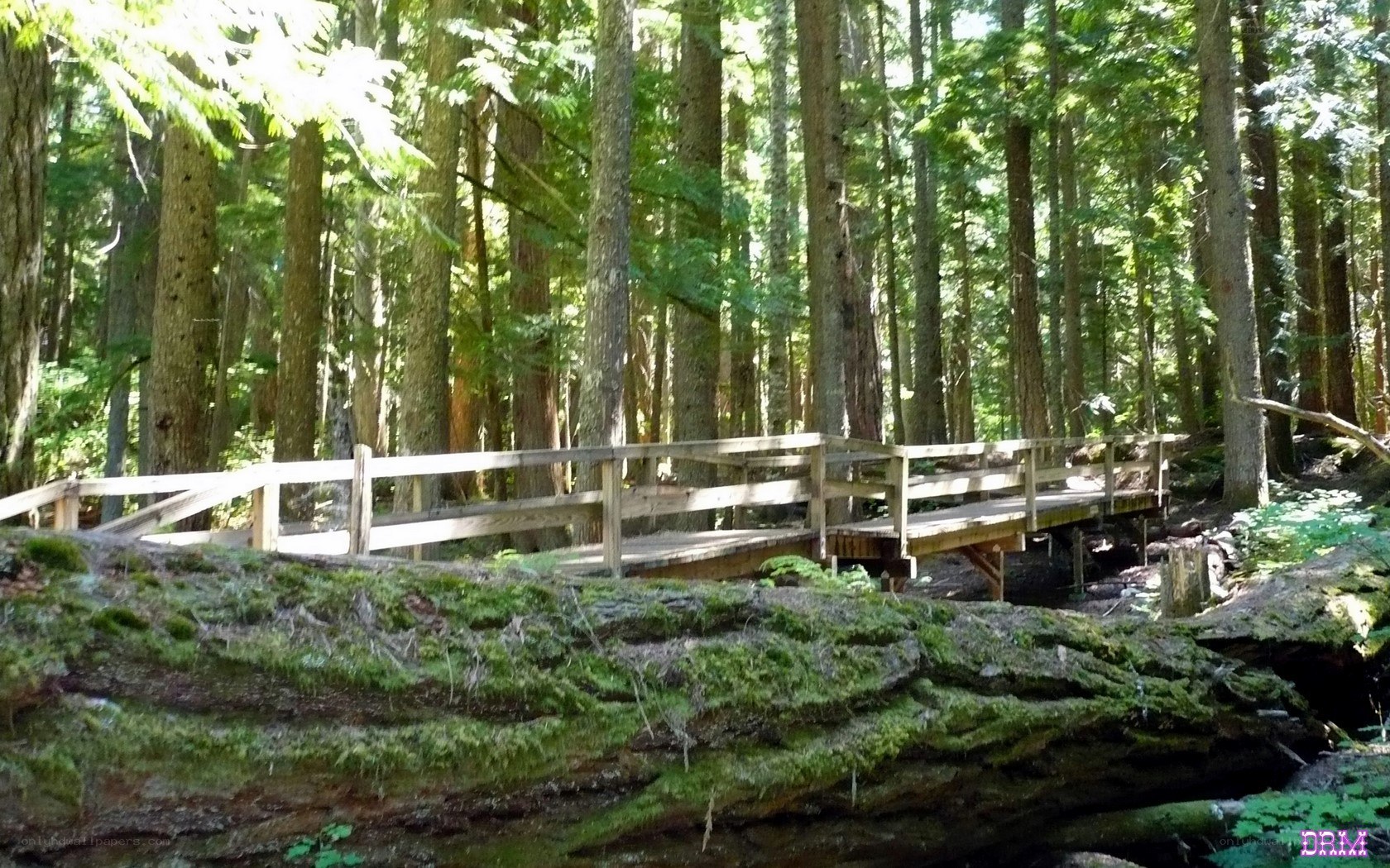 Wooden bridge in forest