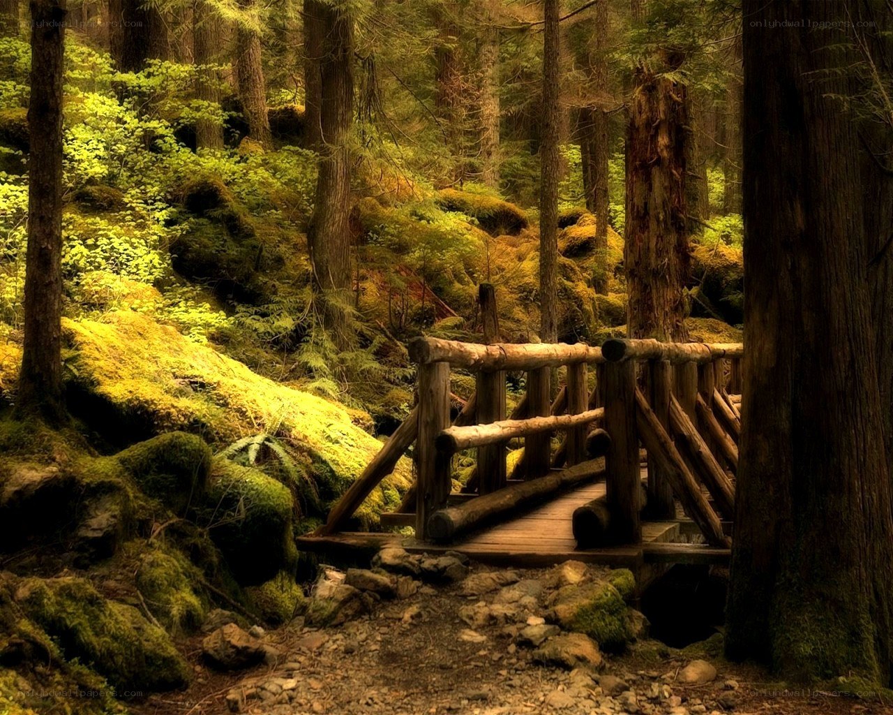 Wooden bridge in forest