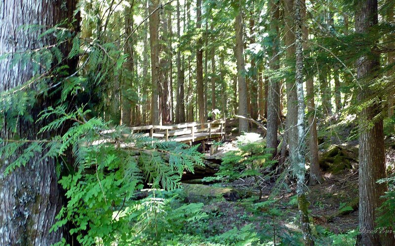 Wooden bridge in forest