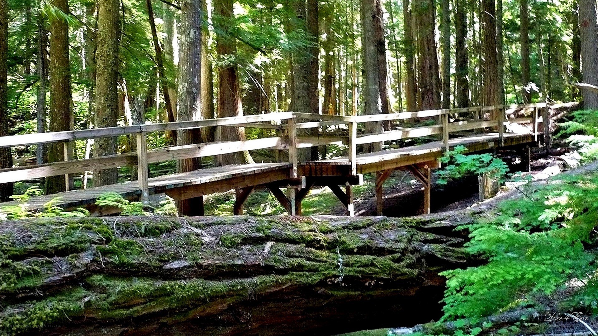 Wooden bridge in forest
