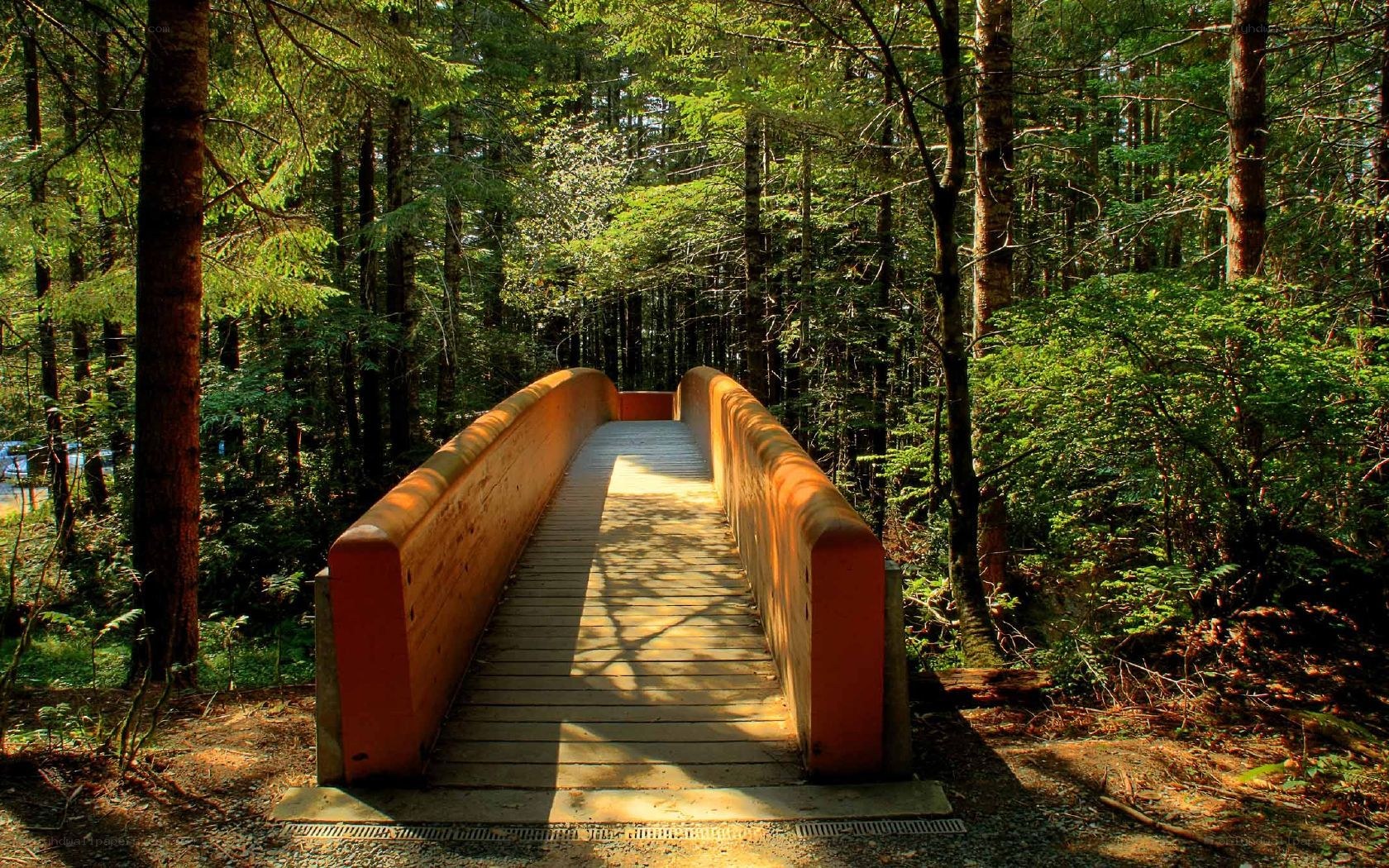 Wooden bridge in forest