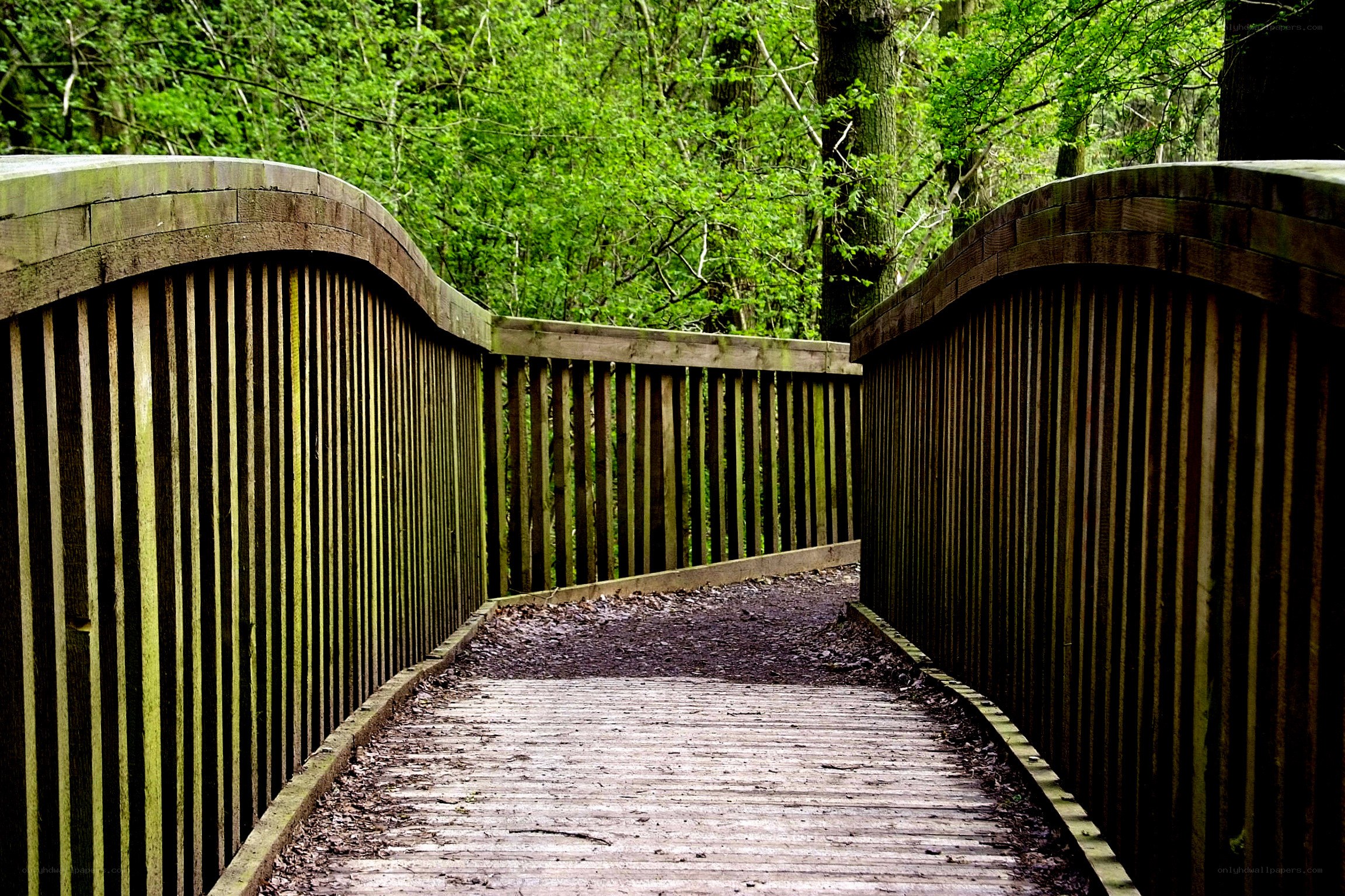 Wooden bridge in forest