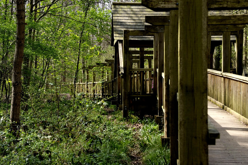 Wooden bridge in forest