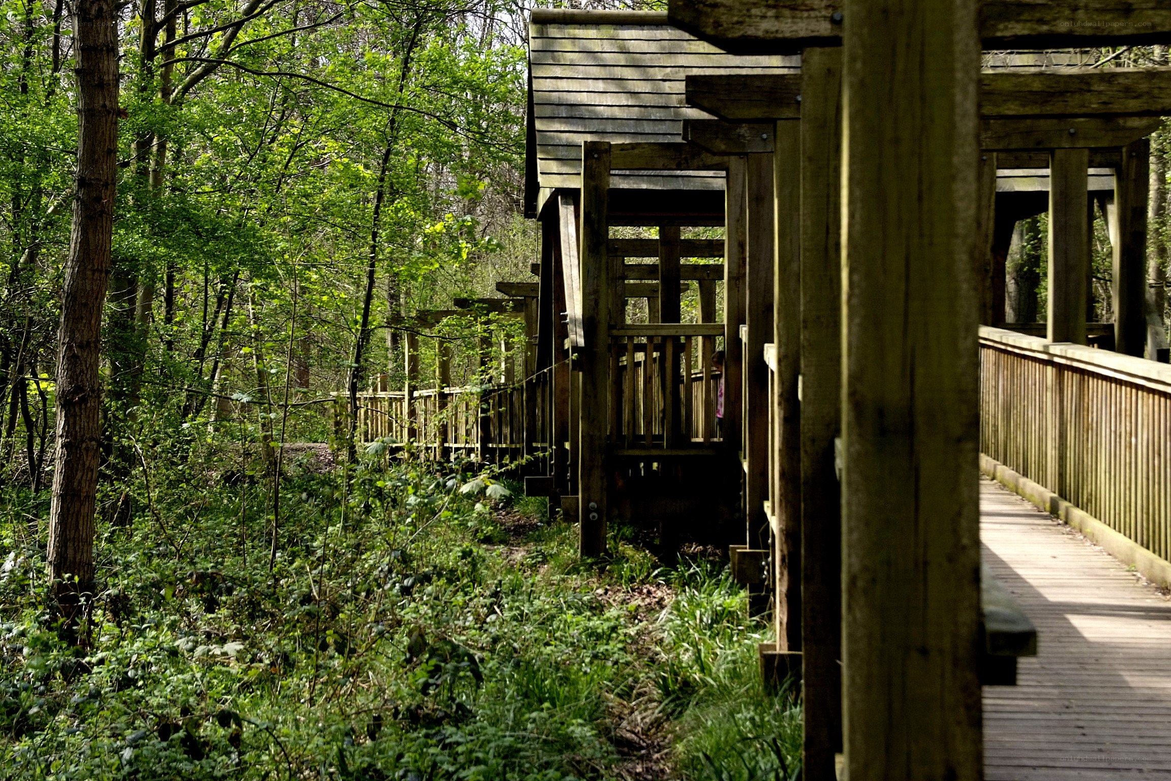 Wooden bridge in forest