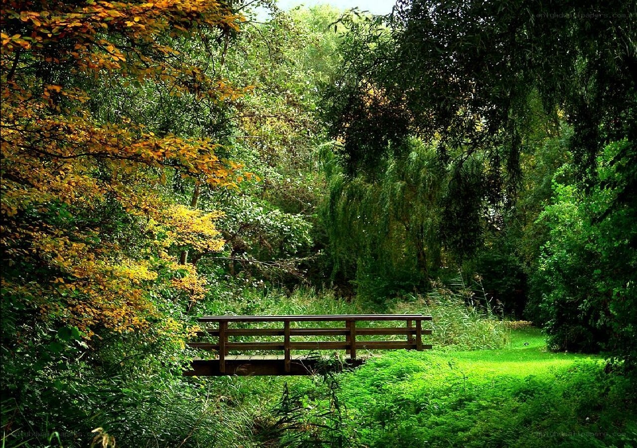 Wooden bridge in forest