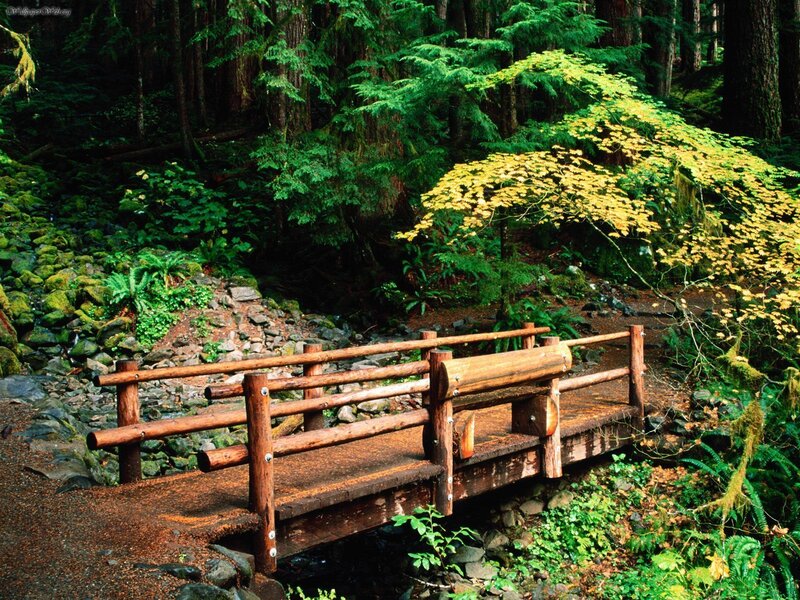 Wooden bridge in forest