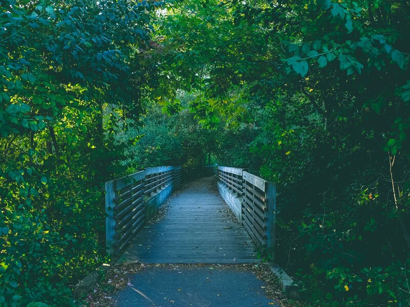 Wooden bridge in forest