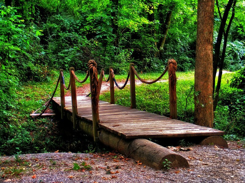 Wooden bridge in forest