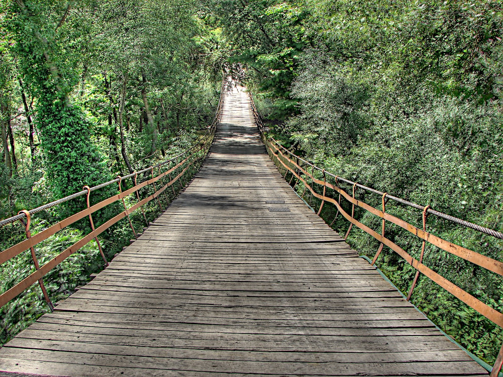 Wooden bridge in forest