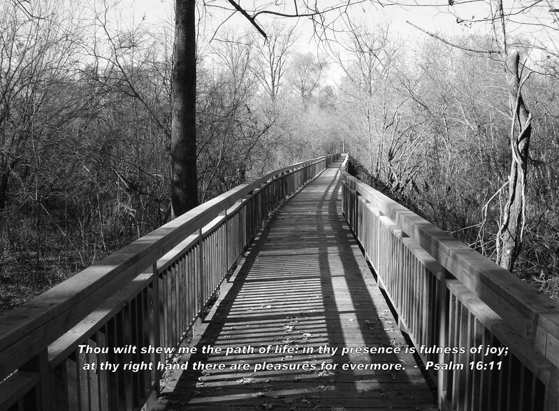 Wooden Bridge in Forest — Black, Serene