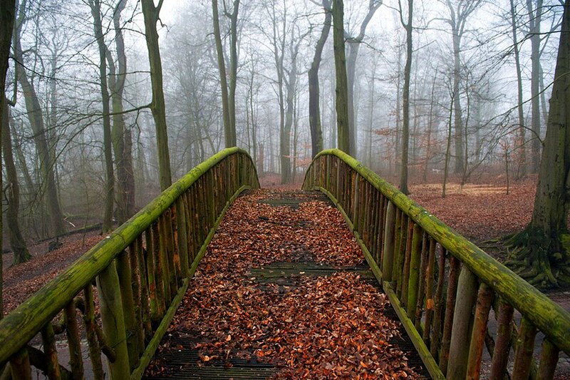 Wooden Bridge in Forest — Brown, Misty