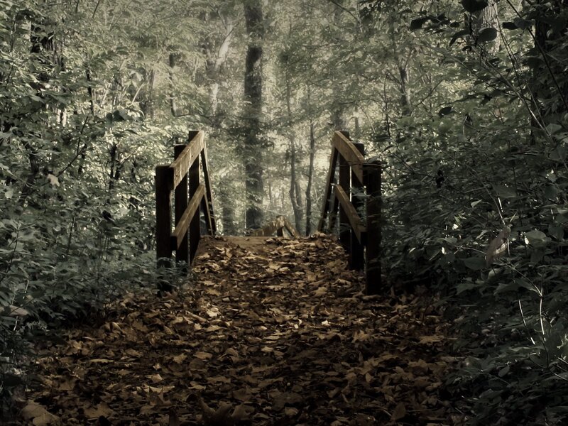 Wooden Bridge in Forest — Brown, Serene, Autumn, Photograph, Leaves, Trees, Path