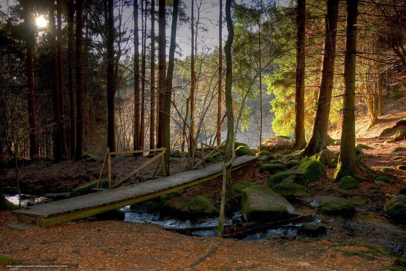 Wooden Bridge in Forest — Brown, Serene, Autumn, Photograph, Stream, Trees