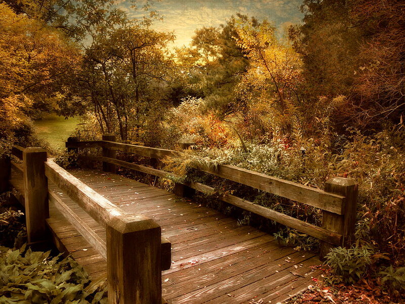 Wooden Bridge in Forest — Brown, Serene, Autumn, Photograph