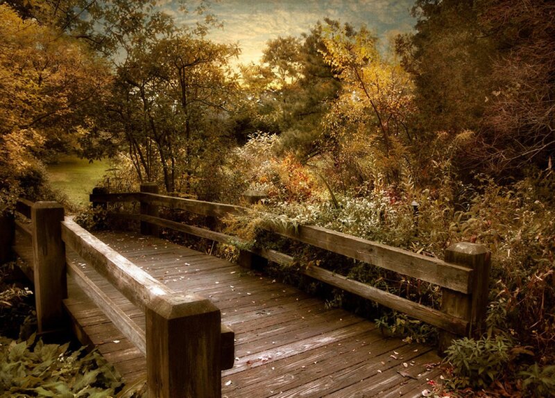 Wooden Bridge in Forest — Brown, Serene, Autumn, Photograph, Trees, Fallen Leaves, Sky