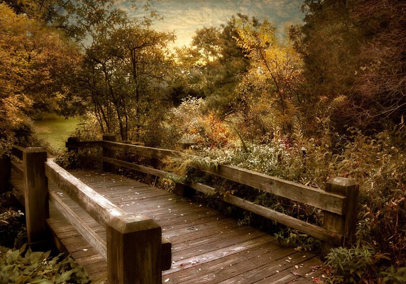 Wooden Bridge in Forest — Brown, Serene, Autumn, Photograph, Trees