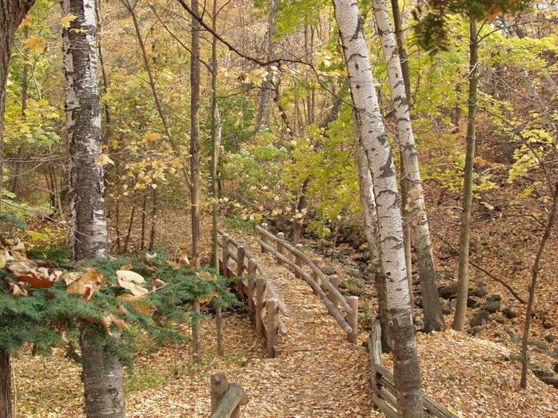 Wooden Bridge in Forest — Brown, Serene, Autumn