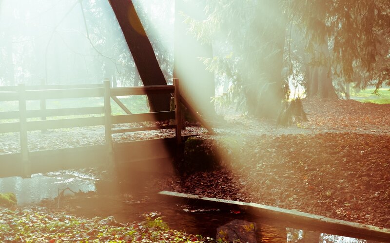 Wooden Bridge in Forest — Brown, Serene, Morning, Photograph, Trees