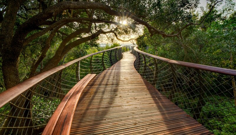 Wooden Bridge in Forest — Brown, Serene, Sunset, Photograph