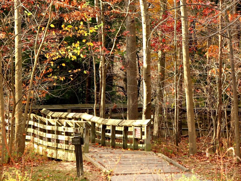 Wooden Bridge in Forest — Brown, Serene