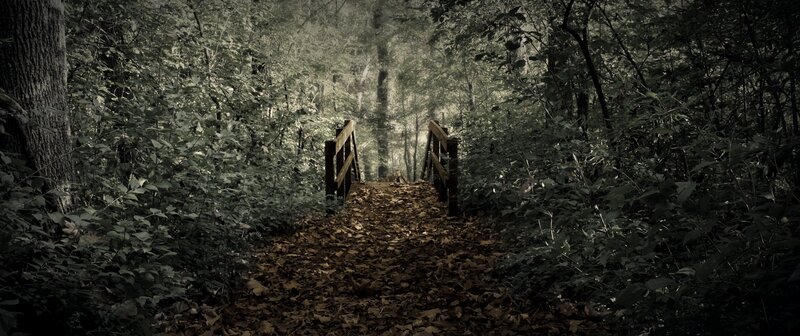 Wooden Bridge in Forest — Green, Dark, Autumn, Photograph