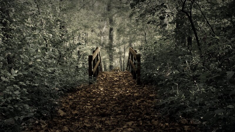 Wooden Bridge in Forest — Green, Dark, Autumn, Photograph, Trees