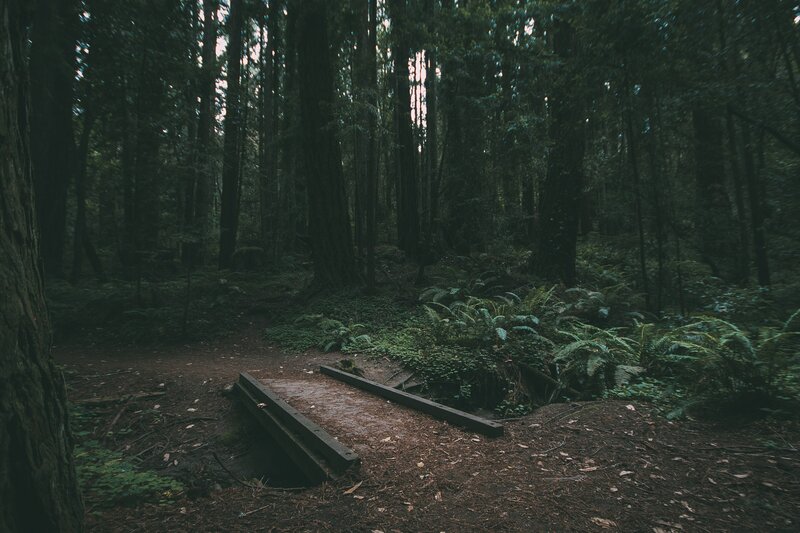 Wooden Bridge in Forest — Green, Dark, Night, Photograph