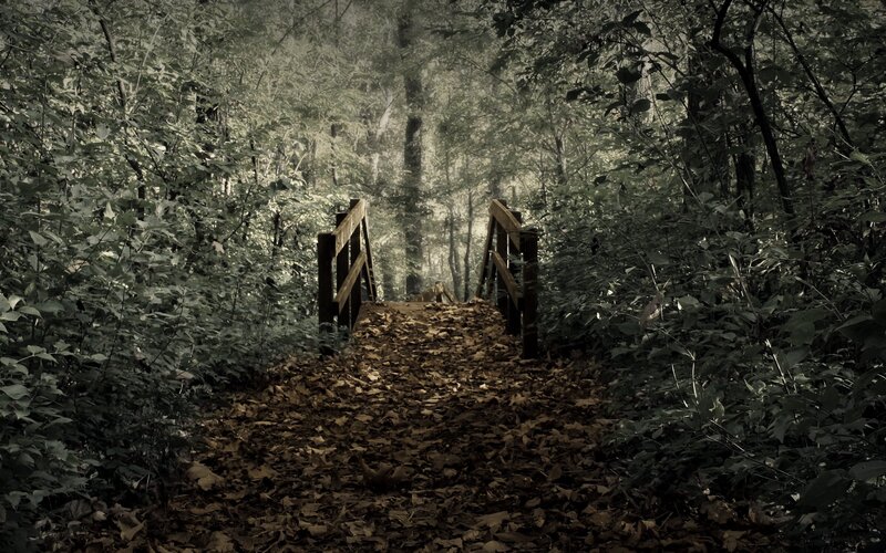 Wooden Bridge in Forest — Green, Moody