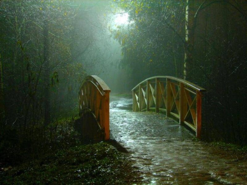 Wooden Bridge in Forest — Green, Mysterious