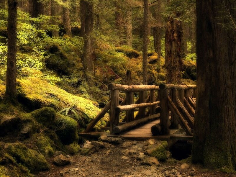 Wooden Bridge in Forest — Green, Rocks