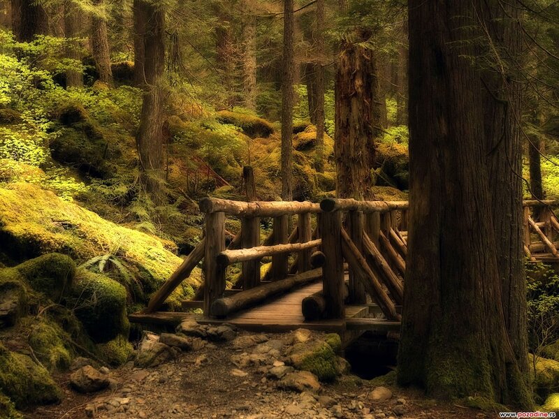 Wooden Bridge in Forest — Green, Serene, Afternoon, Photograph, Moss
