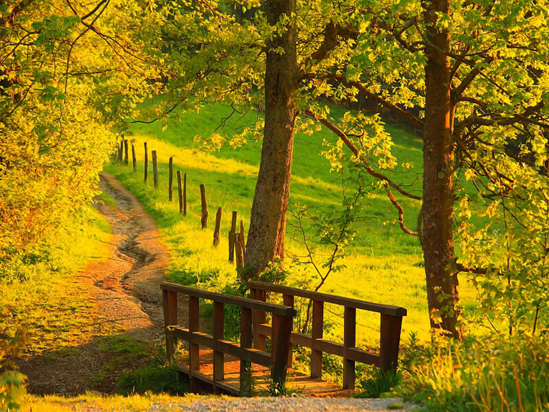 Wooden Bridge in Forest — Green, Serene, Afternoon, Photograph, Path