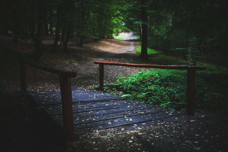 Wooden Bridge in Forest — Green, Serene, Afternoon, Photograph, Path, Trees, Leaves