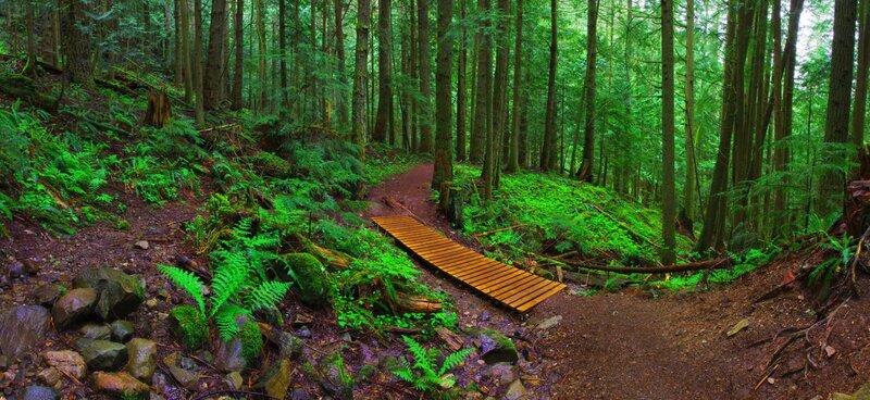 Wooden Bridge in Forest — Green, Serene, Afternoon, Photograph, Path, Trees