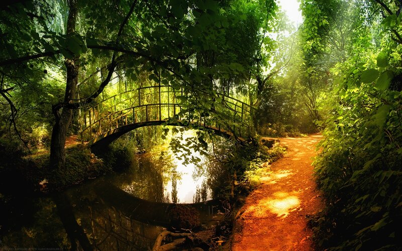 Wooden Bridge in Forest — Green, Serene, Afternoon, Photograph, River, Path