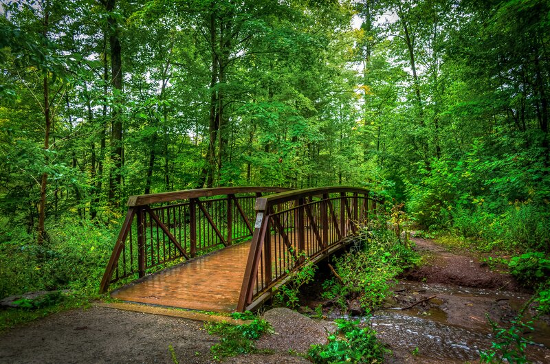 Wooden Bridge in Forest — Green, Serene, Afternoon, Photograph, Stream, Trees, Path