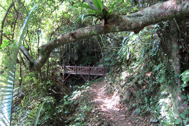 Wooden Bridge in Forest — Green, Serene, Afternoon, Photograph, Tree
