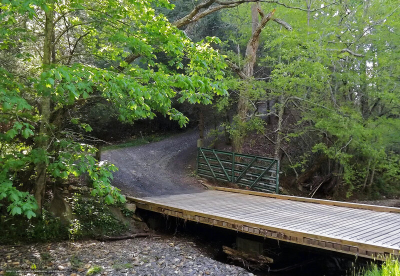 Wooden Bridge in Forest — Green, Serene, Afternoon, Photograph, Trees, Dirt Path