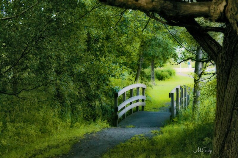 Wooden Bridge in Forest — Green, Serene, Afternoon, Photograph, Trees, Path, Grass