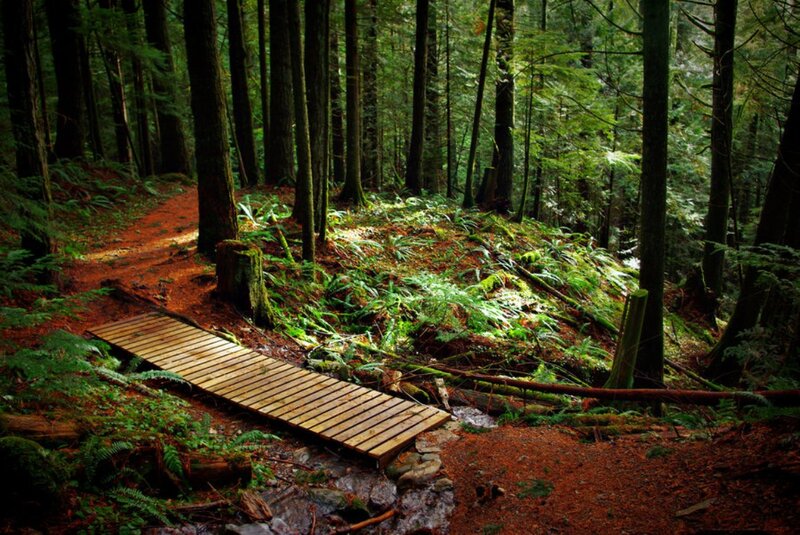 Wooden Bridge in Forest — Green, Serene, Afternoon, Photograph, Trees, Path, Stream