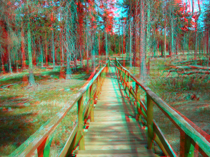 Wooden Bridge in Forest — Green, Serene, Afternoon, Photograph, Trees, Path