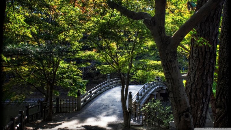 Wooden Bridge in Forest — Green, Serene, Afternoon, Photograph, Trees, River, Path