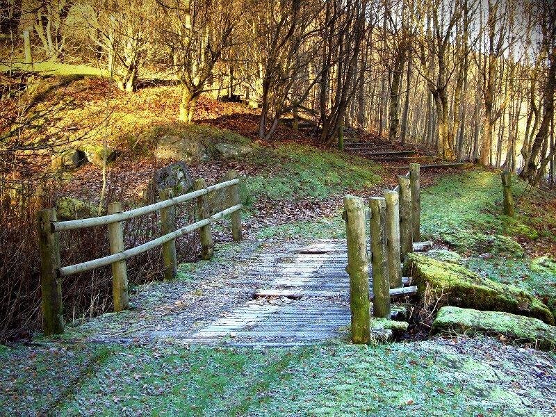 Wooden Bridge in Forest — Green, Serene, Autumn, Photograph, Fence