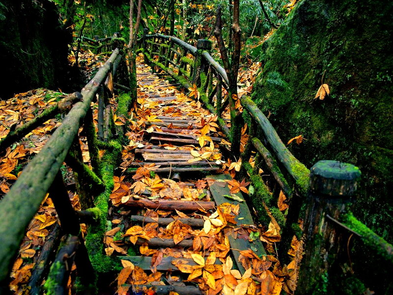 Wooden Bridge in Forest — Green, Serene, Autumn, Photograph, Moss